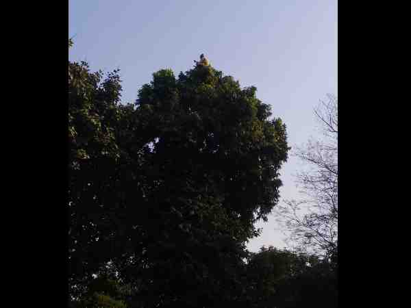 video goes viral of baba sitting on the top of tree in bahraich up