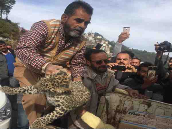 ruckus when leopard enter in the district court in shimla