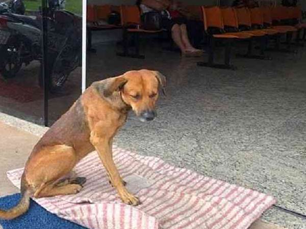 अस्पताल के सामने बैठ किया मालिक का इंतजार