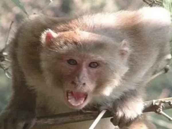 कमरे में घुस आया बंदर