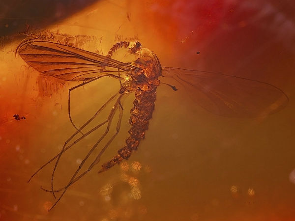 कैसे पहचाने अम्बेर 