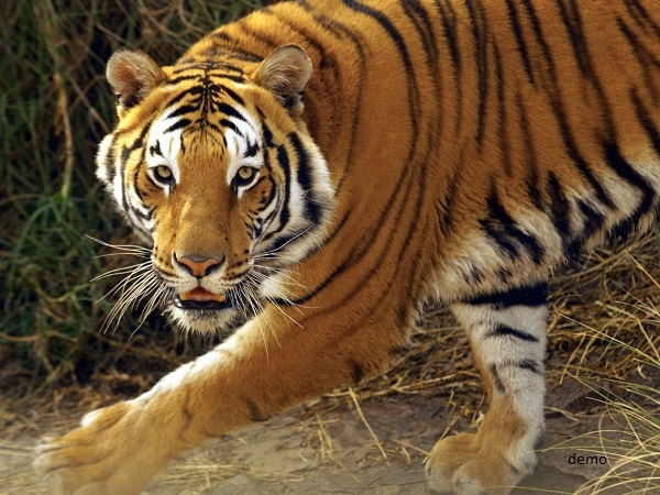 tigress beaten to death and run over in lakhimpur khiri, uttar pradesh tigress beaten to death and run over in lakhimpur khiri, uttar pradesh