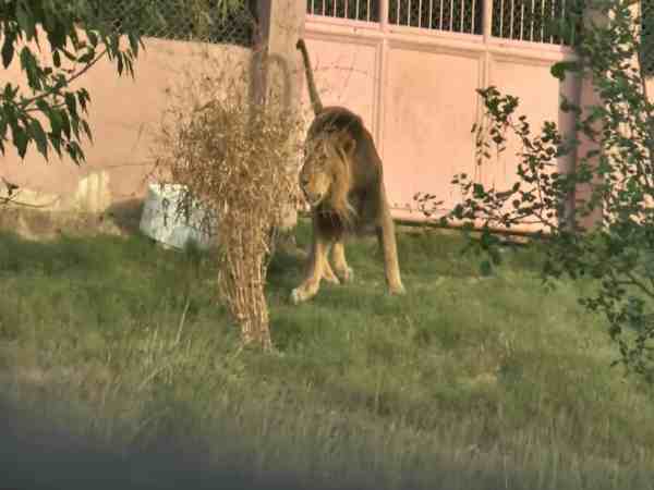 यूपी: सपा सरकार की ड्रीम प्रोजेक्ट लायन सफारी पर दो शेरों ने लगाया ग्रहण, पहले शेरों की मौत से आई थी दिक्कत