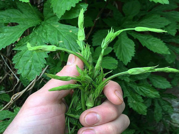 दुनिया की सबसे महंगी सब्जी दुनिया की सबसे महंगी सब्जी