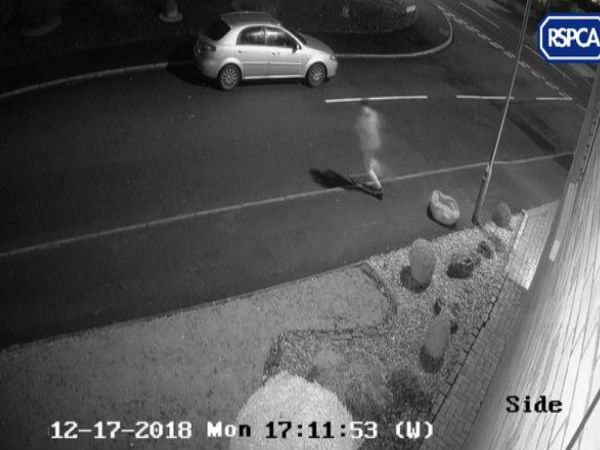 मालिक के पीछे भागता रहा कुत्ता