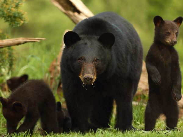 Bear attack on woman in nanta Forest area Kota Bear attack on woman in nanta Forest area Kota