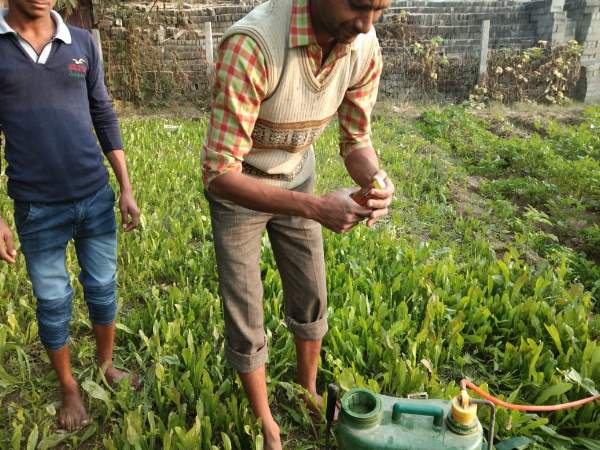 farmers using alcohol to treat potato crops in etawah up