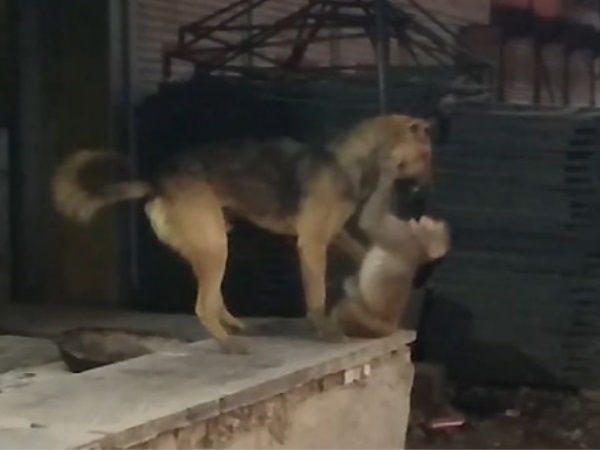 The love of Monkey and Dog won hearts of The peoples in dholpur The love of Monkey and Dog won hearts of The peoples in dholpur