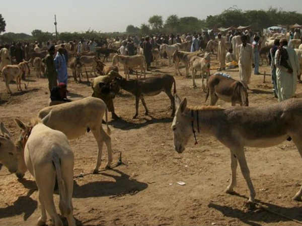 एक दिन में 1000 रुपए तक की कमाई 