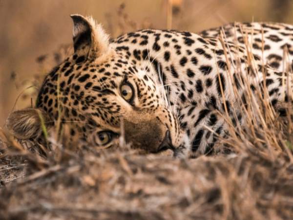 a leopard lost his life after it was attacked by angry cows in Maharashtra a leopard lost his life after it was attacked by angry cows in Maharashtra