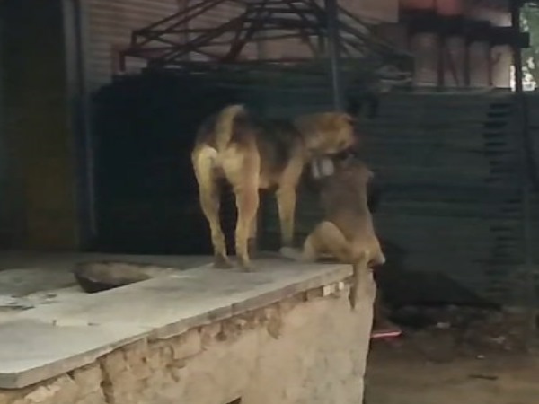 The love of Monkey and Dog won hearts of The peoples in dholpur The love of Monkey and Dog won hearts of The peoples in dholpur