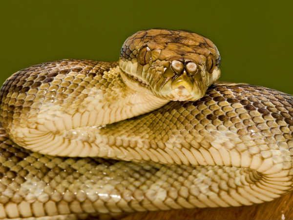 जहरीले सांपों का झुंड देख रह गए हैरान