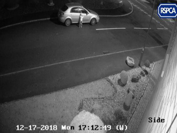 कुत्ते को छोड़कर भाग गया मालिक