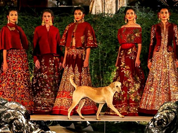 मॉडल्स के बीच पहुंच गया डॉगी