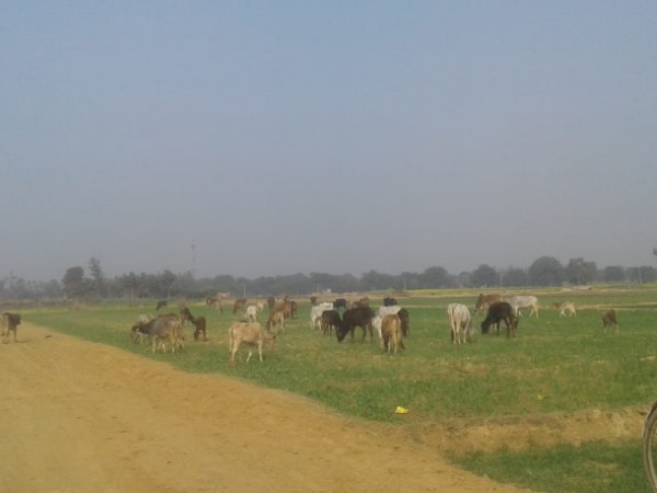 many cattle died in gaushala in amethi