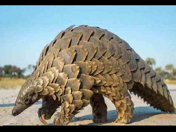 बोरी में मिला पैंगोलिन