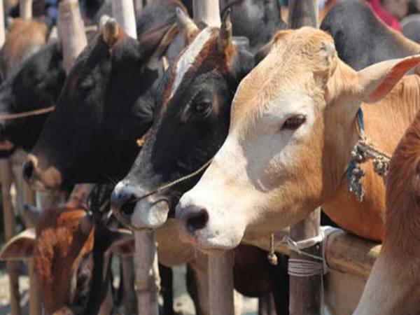 Rajasthan Government To Honour Those Who Adopt Stray Cows on Independence Day and Republic Day Rajasthan Government To Honour Those Who Adopt Stray Cows on Independence Day and Republic Day