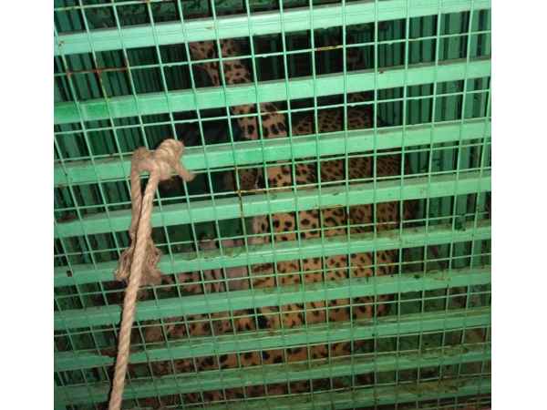 leopard and dog trap together in one bathroom in Dehradun leopard and dog trap together in one bathroom in Dehradun