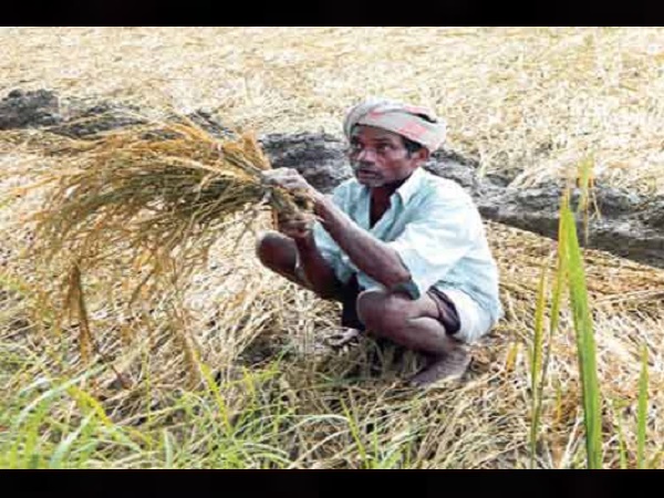 गुजरात के 43 फीसदी किसान कर्ज में डूबे हैं गुजरात के 43 फीसदी किसान कर्ज में डूबे हैं