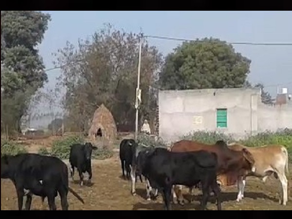 Villagers surrounded the animals and made mortgages in stockyard of Hapur MLA Villagers surrounded the animals and made mortgages in stockyard of Hapur MLA