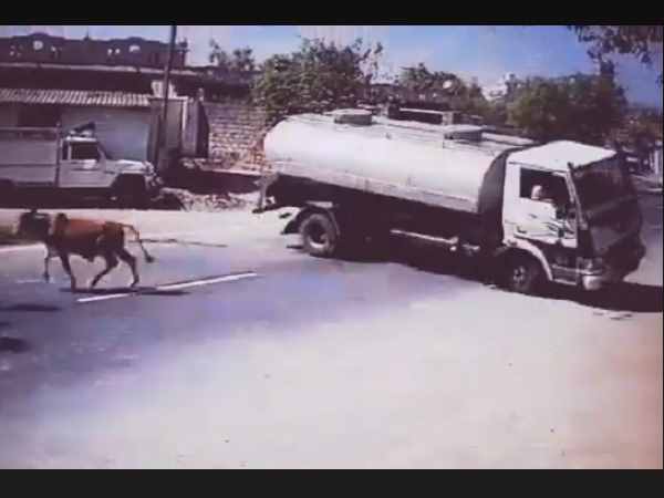 Amazing Video: Truck driver risks his life to save a Cow