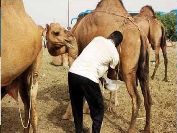 कई फायदे हैं इस दूध के