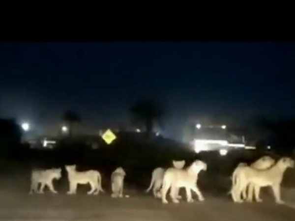 Video Viral of Ten Lions Crossing Road In Girnar Jungle Junagadh Gujarat Video Viral of Ten Lions Crossing Road In Girnar Jungle Junagadh Gujarat