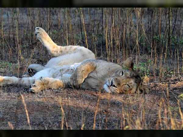 वायरस की वजह से 24 शेरों की मौत