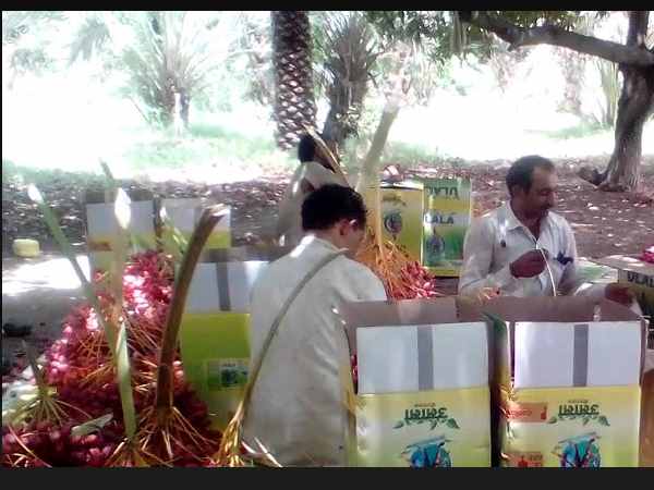 बागवानी विभाग की नई तकनीक
