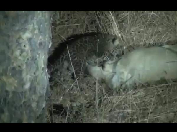 मोगली को पाल रही है रक्षा मोगली को पाल रही है रक्षा