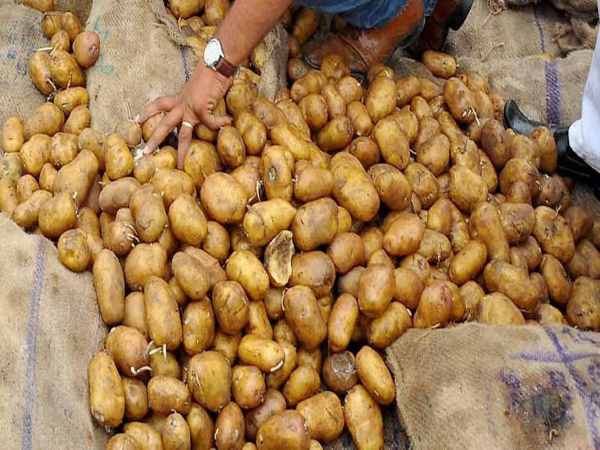 6 महीने की मेहनत के बाद 19 टन हुआ आलू 6 महीने की मेहनत के बाद 19 टन हुआ आलू