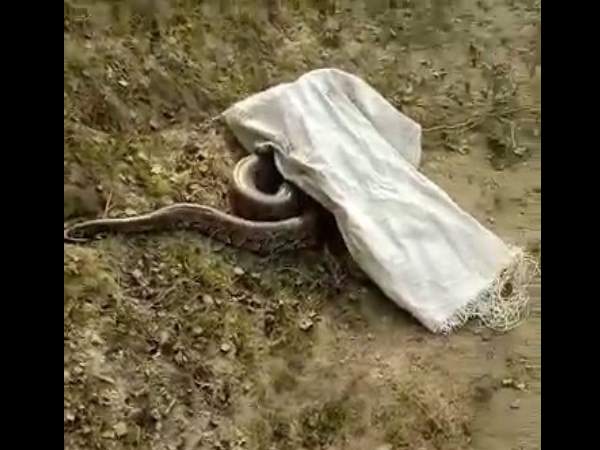 viral video of phython found in the village in hapur viral video of phython found in the village in hapur