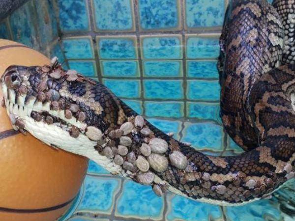 अजगर के जल्दी ठीक होने की उम्मीद