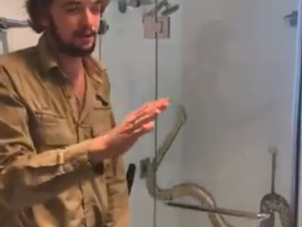 कमोड में बैठे सांप ने महिला को काटा