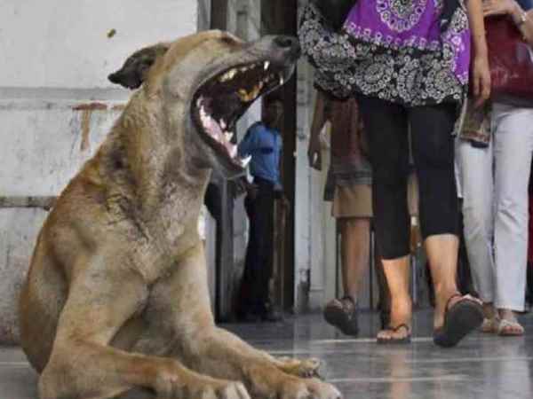 अस्पताल में कुत्तों का राज अस्पताल में कुत्तों का राज