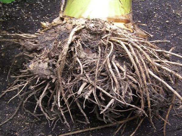 केले की जड़ से मजबूत होगा यह ग्रह