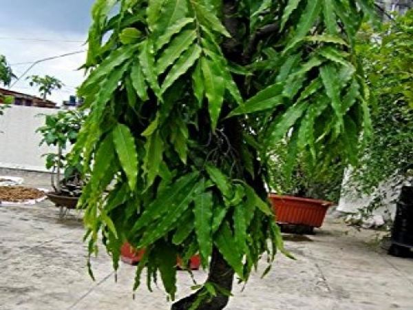 कार्यो में शीघ्र मिलेगी सफलता कार्यो में शीघ्र मिलेगी सफलता