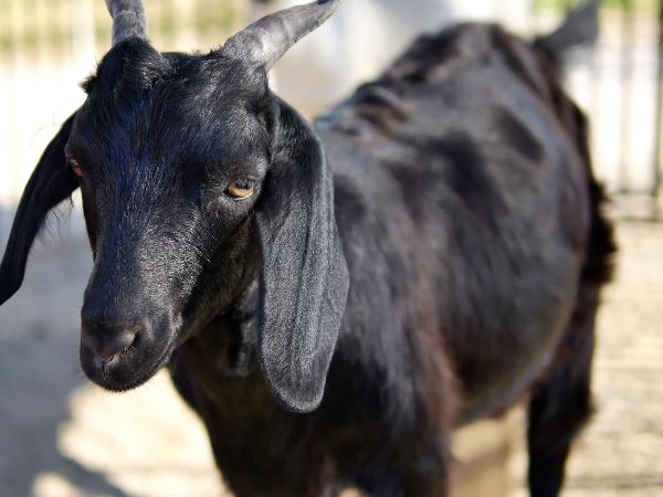 dispute due to goat in Jhunjhunu Rajasthan dispute due to goat in Jhunjhunu Rajasthan