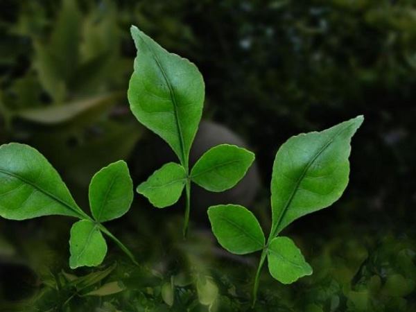 बेल की जड़ से मजबूत होगा आपका सूर्य