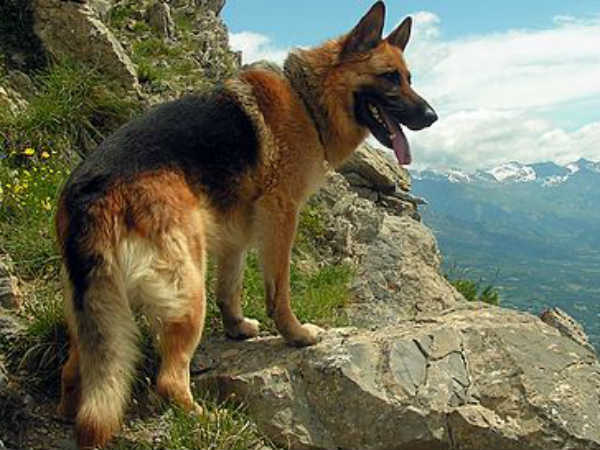 कुत्तों से जुड़े रोचक तथ्य कुत्तों से जुड़े रोचक तथ्य