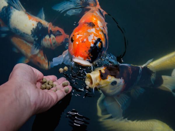 जानवरों, परिंदों की सेवा से भी खुलता है भाग्य