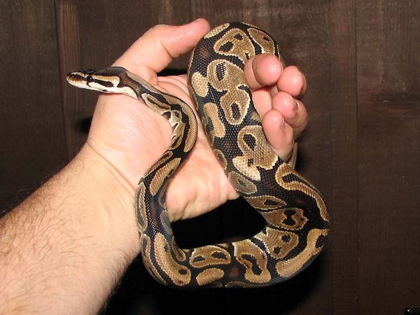 अजगर दिखा तो लगा किसी ने मजाक किया है अजगर दिखा तो लगा किसी ने मजाक किया है