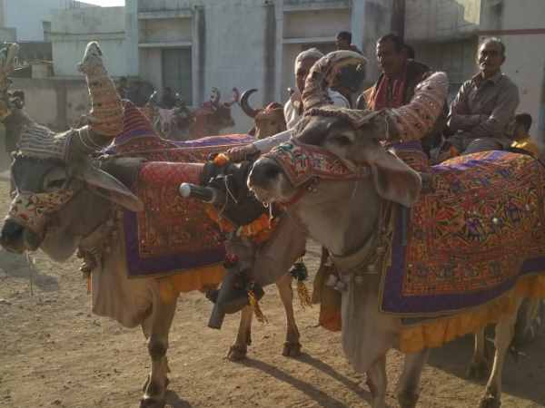 दूल्हे के पिता ने बैलगाड़ियों से कराई बारात