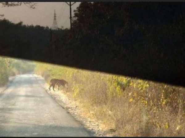 पांच टीमें बाघ ढूंढने में लगाईं