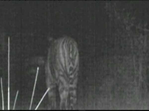 नाईट विजन कैमरे तैनात किए