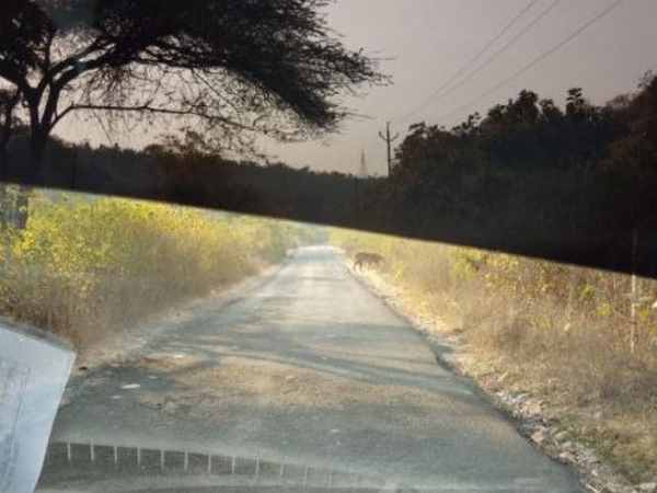 1992 के बाद से नहीं दिखे थे बाघ