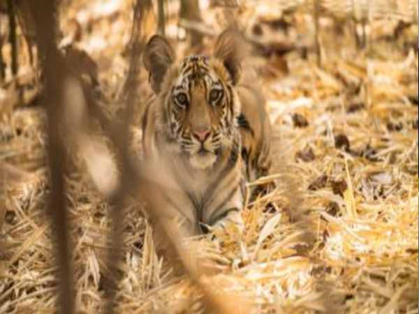 Gujarat: Tiger returns to the state after 27 long years, caught in night vision camera