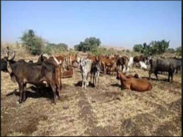 Gujarat: Leopard kills 3-year-old child in Junagadh 