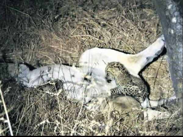 तेंदुए का दूध चाहिए था शावक को?