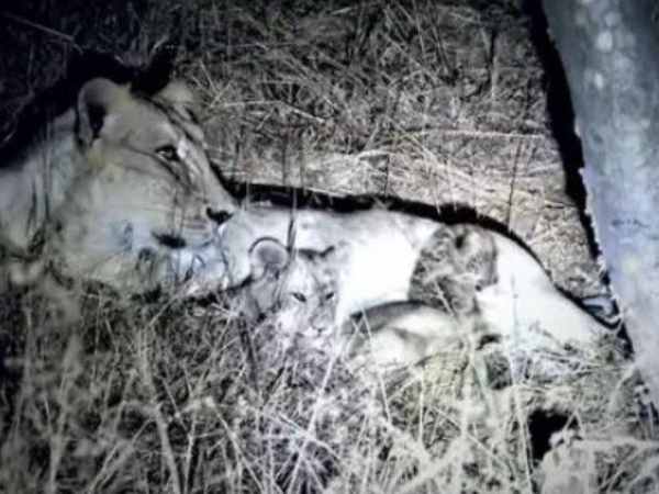 शेरनी ने दूध पिलाकर की थी तेंदुए के बच्चे की देखभाल